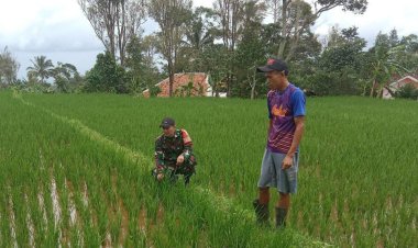 Koramil 2208/Nyalindung Dampingi Kelompok Tani dalam Program Ketahanan Pangan