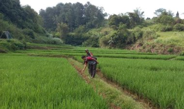 Koramil 2207/Jampangtengah Dampingi Kelompok Tani dalam Ketahanan Pangan