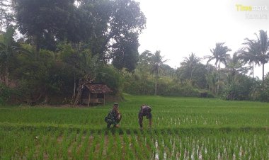Babinsa Koramil 2209/Lengkong Dampingi Petani di Desa Neglasari