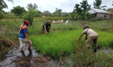 Babinsa Koramil 2212/Tegalbuleud Dampingi Kelompok Tani di Desa Sirnamekar
