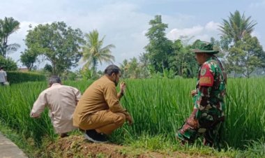 Babinsa Koramil 2206/Parakansalak Dukung Ketahanan Pangan di Desa Sukakersa