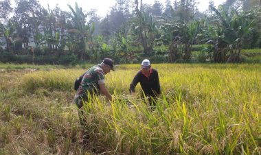 Babinsa Koramil 2204/Cikidang Dampingi Program Ketahanan Pangan di Desa Pangkalan
