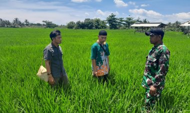 Babinsa Koramil 2212/Tegalbuleud Dampingi Kelompok Tani dalam Program Ketahanan Pangan