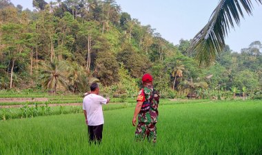Babinsa Koramil 2201/Cisolok Dampingi Kelompok Tani Caringin dalam Kegiatan Pertanian