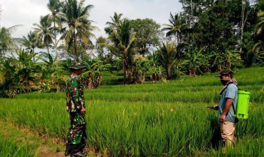 Koramil 2201/Cisolok Dampingi Kelompok Tani Cipanas dalam Kegiatan Pertanian