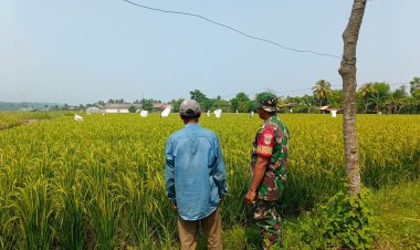 Babinsa Koramil 2202/Palabuhanratu Dampingi Kelompok Tani di Kampung Panyairan