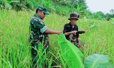 Babinsa Koramil 2212/Tegalbuleud Dampingi Kelompok Tani di Desa Calingcing
