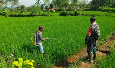 Babinsa Koramil 2207/Jampangtengah Dampingi Ketahanan Pangan di Poktan Karya Mandiri
