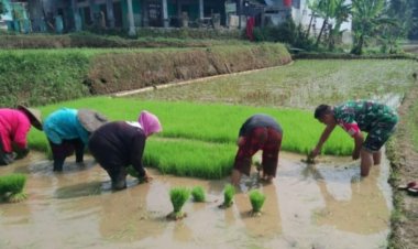 Koramil 2206/Parakansalak Dukung Ketahanan Pangan Bersama Kelompok Tani di Desa Lebaksari