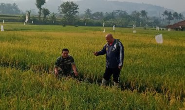 Koramil 2213/Jampangkulon Melaksanakan Kegiatan Pendampingan Hanpangan