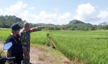 Babinsa Koramil 2212/Tegalbuleud Dampingi Kelompok Tani dalam Program Ketahanan Pangan