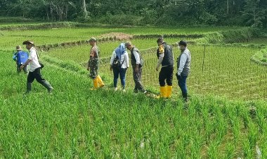 Babinsa Koramil 2213/Jampang Kulon Dukung Ketahanan Pangan Melalui Pendampingan Poktan