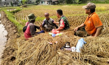 Babinsa Koramil 2206/Parakansalak Dukung Ketahanan Pangan Melalui Pendampingan Kelompok Tani