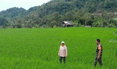 Babinsa Koramil 2201/Cisolok Dampingi Kelompok Tani di Desa Gandasoli