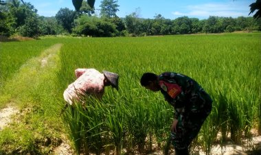 Babinsa Koramil 2215/Ciemas Laksanakan Pemeriksaan Pertumbuhan Padi di Desa Mandrajaya