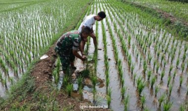 Babinsa Koramil 2203/Warungkiara Dampingi Kelompok Tani dalam Ketahanan Pangan
