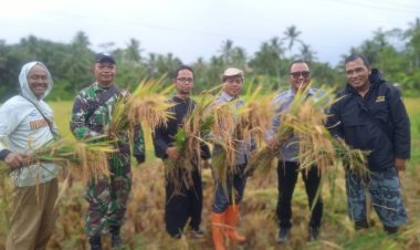 Babinsa  Koramil 2210/Pabuaran Panen Raya di Desa Cibadak, Kecamatan Pabuaran