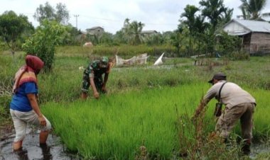 Babinsa Koramil 2212/Tegalbuleud Dampingi Kelompok Tani di Desa Sirnamekar