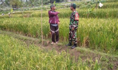 Babinsa Koramil 2201/Cisolok Dampingi Kelompok Tani dalam Peningkatan Pertanian