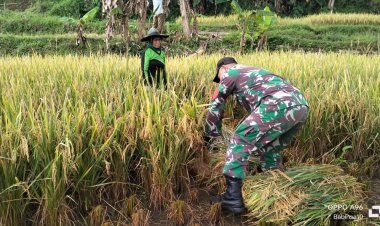 BABINSA KORAMIL 2210/PABUARAN LAKSANAKAN HANPANGAN DI DESA CIBADAK