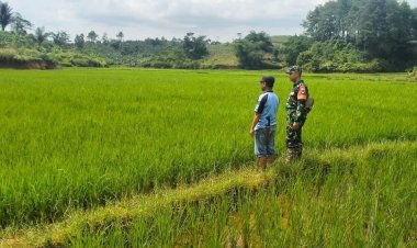 Pendampingan Hanpangan oleh Babinsa Koramil 2207/Jampang Tengah di Desa Cicukang