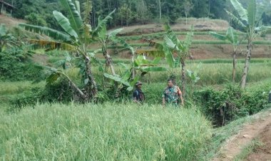 Pendampingan Hanpangan LTT oleh Babinsa  Koramil 2204/Cikidang di Poktan Cigadog