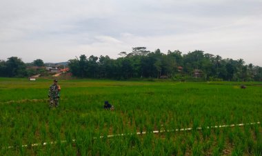 BABINSA KORAMIL 2210/PABUARAN LAKSANAKAN MONITORING KETAHANAN PANGAN DI DESA BANTARSARI