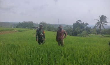 BABINSA KORAMIL 2209/LENGKONG DAMPINGI PROGRAM KETAHANAN PANGAN DI DESA CILANGKAP