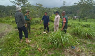 Koramil 2215/Ciemas Dampingi Kunjungan Dinas Pertanian di Desa Ciemas