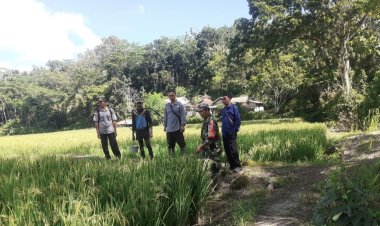 Babinsa Koramil 2212/Tegalbuleud Dampingi Petani dalam Ketahanan Pangan