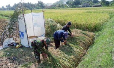 Babinsa Koramil 2212/Tegalbuleud Dampingi Kelompok Tani dalam Ketahanan Pangan