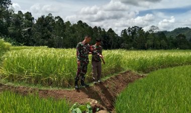 Babinsa Koramil 2201/Cisolok Dampingi Kelompok Tani dalam Kegiatan Pertanian