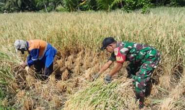 Babinsa Koramil 2212/Tegalbuleud Dampingi Kelompok Tani dalam Program Ketahanan Pangan