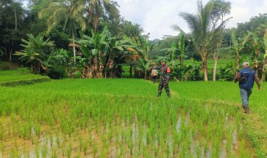 Babinsa Koramil 2210/Pabuaran Melaksanakan Pendampingan Hanpangan di Desa Cubadak