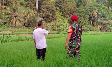 Babinsa Koramil 2201/Cisolok Dampingi Kelompok Tani di Desa Cicaringin