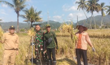 Babinsa Koramil 2201/Cisolok Dampingi Petani di Desa Cisolok