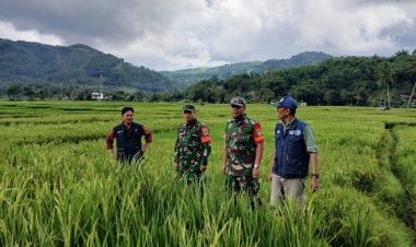 BABINSA KORAMIL 2208/NYALINDUNG DUKUNG KETAHANAN PANGAN DI KECAMATAN GEGERBITUNG