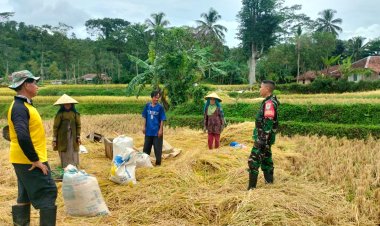 Babinsa Koramil 2211/Sagaranten Dukung Swasembada Pangan Bersama Kelompok Tani Cikaret