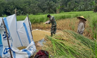 Babinsa Koramil 2212/Tegalbuleud Dukung Ketahanan Pangan Melalui Pendampingan Kelompok Tani
