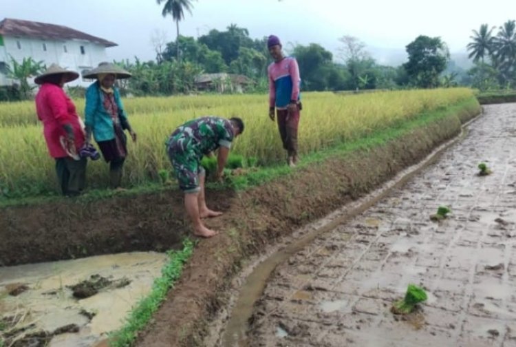Babinsa Koramil 2206/Parakansalak Dampingi Kelompok Tani dalam Ketahanan Pangan