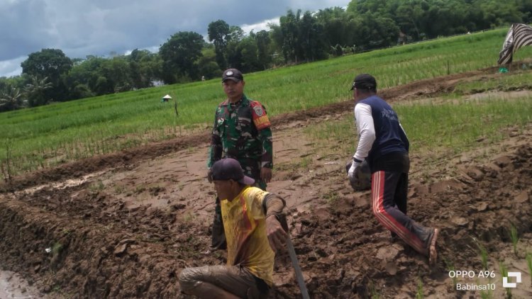 Babinsa Koramil 2210/Pabuaran Dampingi Petani di Desa Cibadak