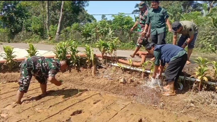 BABINSA KORAMIL 2205/KALAPANUNGGAL DUKUNG KETAHANAN PANGAN BERSAMA KELOMPOK TANI