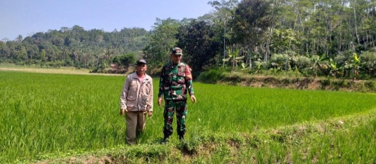Babinsa Koramil 2209/Lengkong Dampingi Ketahanan Pangan di Desa Neglasari
