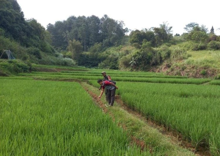 Koramil 2207/Jampangtengah Dampingi Kelompok Tani dalam Ketahanan Pangan