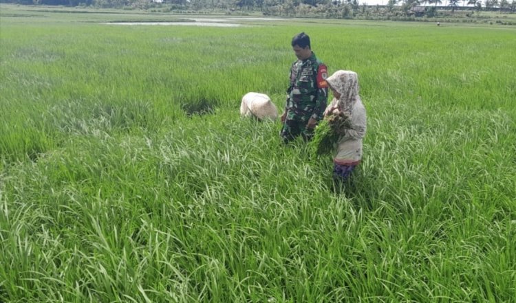 Babinsa Koramil 2212/Tegalbuleud Dukung Ketahanan Pangan Melalui Pendampingan Petani