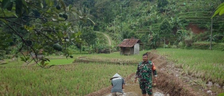 Babinsa Koramil 2204/Cikidang Dampingi Program Ketahanan Pangan di Desa Cikarae Thoyibah