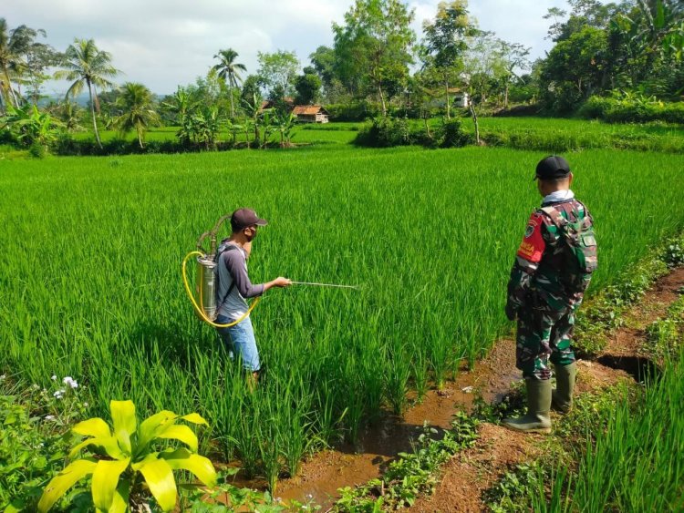 Babinsa Koramil 2207/Jampangtengah Dampingi Ketahanan Pangan di Poktan Karya Mandiri