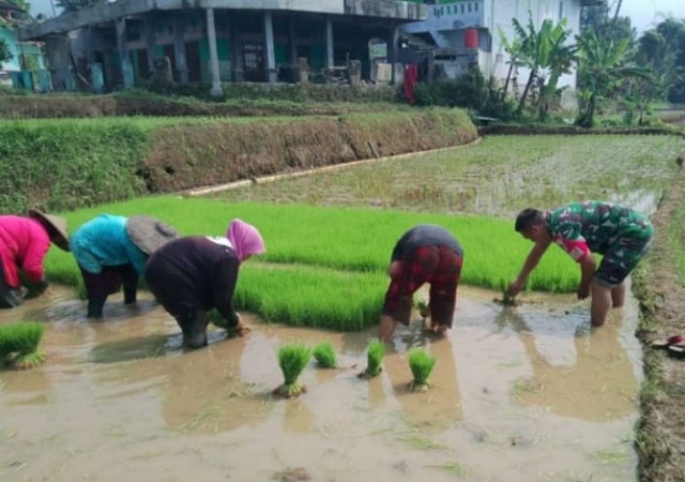 Koramil 2206/Parakansalak Dukung Ketahanan Pangan Bersama Kelompok Tani di Desa Lebaksari