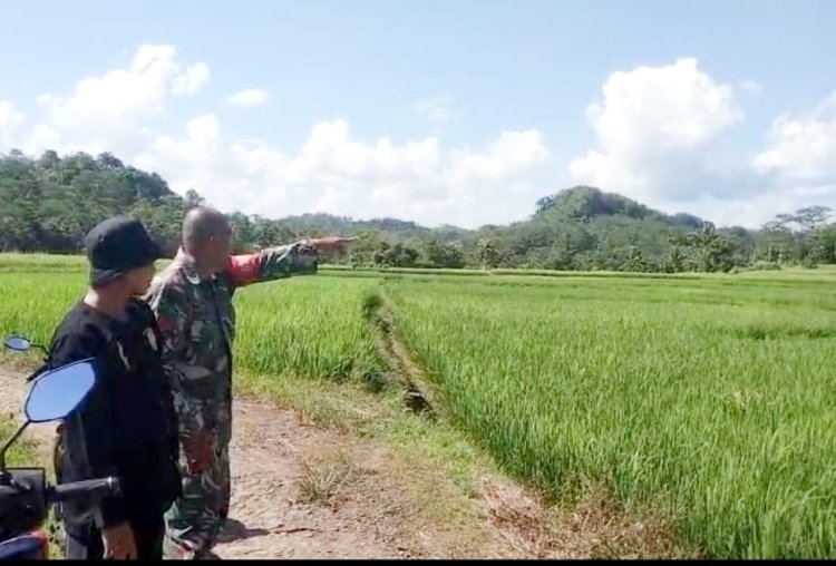 Babinsa Koramil 2212/Tegalbuleud Dampingi Kelompok Tani dalam Program Ketahanan Pangan