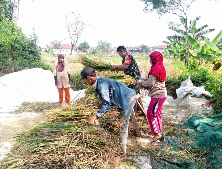 Babinsa Koramil 2201/Cisolok Dampingi Petani dalam Meningkatkan Produktivitas Pertanian